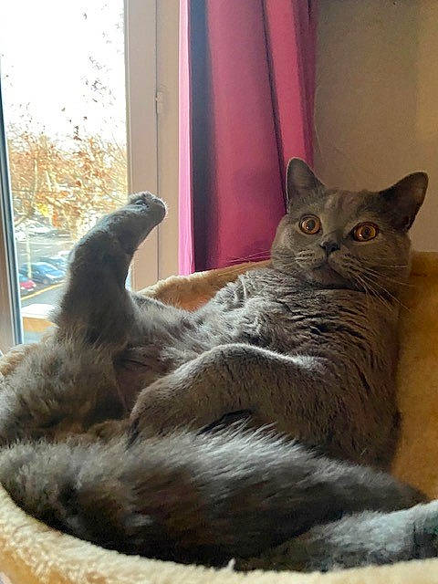Capone a rejoint le concours — aidez-le/la à gagner de superbes lots ! carnivore, cat, cat_supply, claw, comfort, domestic_short_haired_cat, door, felidae, fur, grey, paw, russian_blue, sitting, small_to_medium_sized_cats, snout, tail, terrestrial_animal, whiskers, window