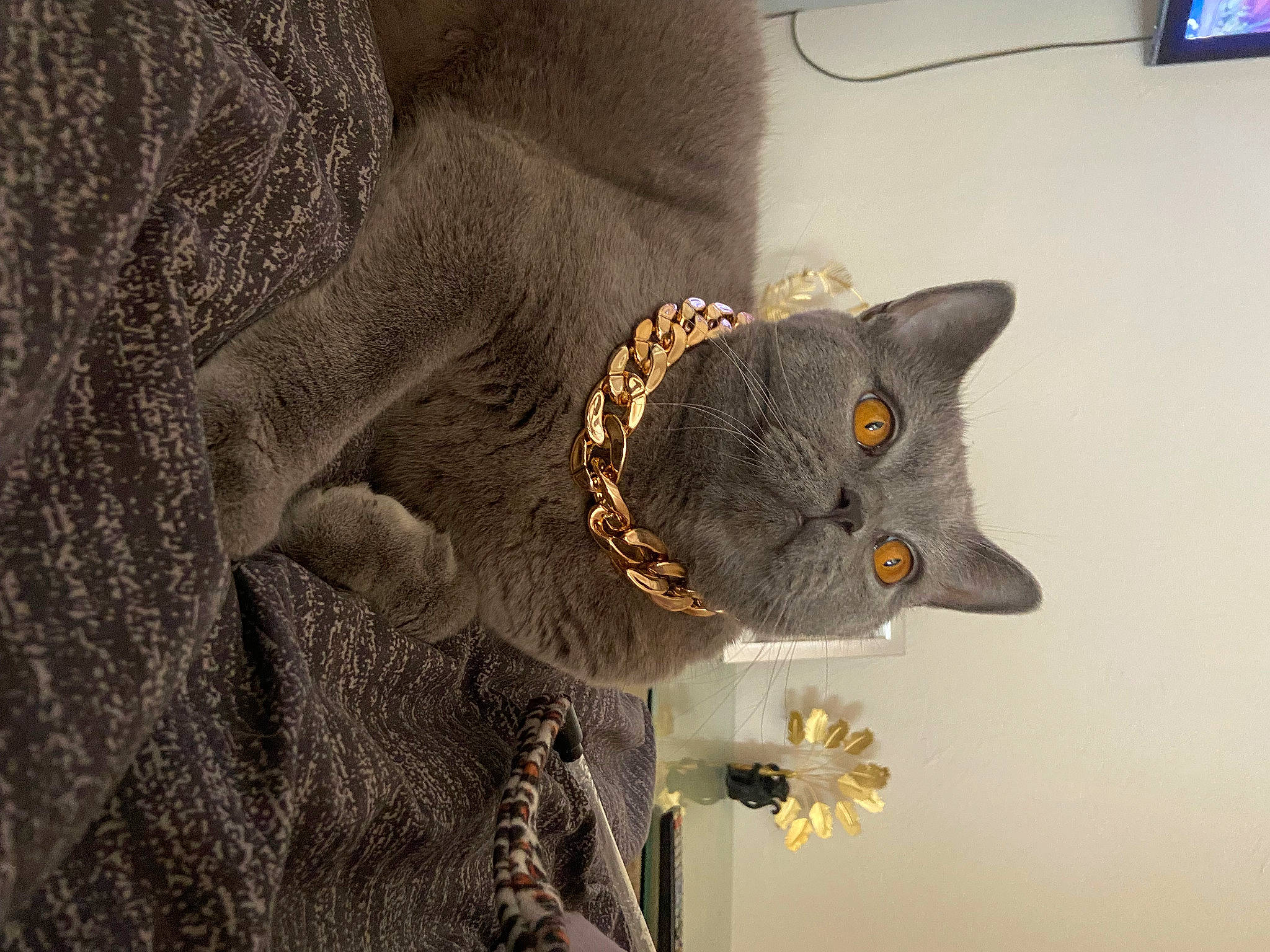 Capone a rejoint le concours — aidez-le/la à gagner de superbes lots ! black_cat, carnivore, cat, claw, computer_keyboard, domestic_short_haired_cat, fashion_accessory, felidae, fur, grey, hat, office_supplies, paw, plant, sleeve, small_to_medium_sized_cats, snout, stuffed_toy, tail, whiskers