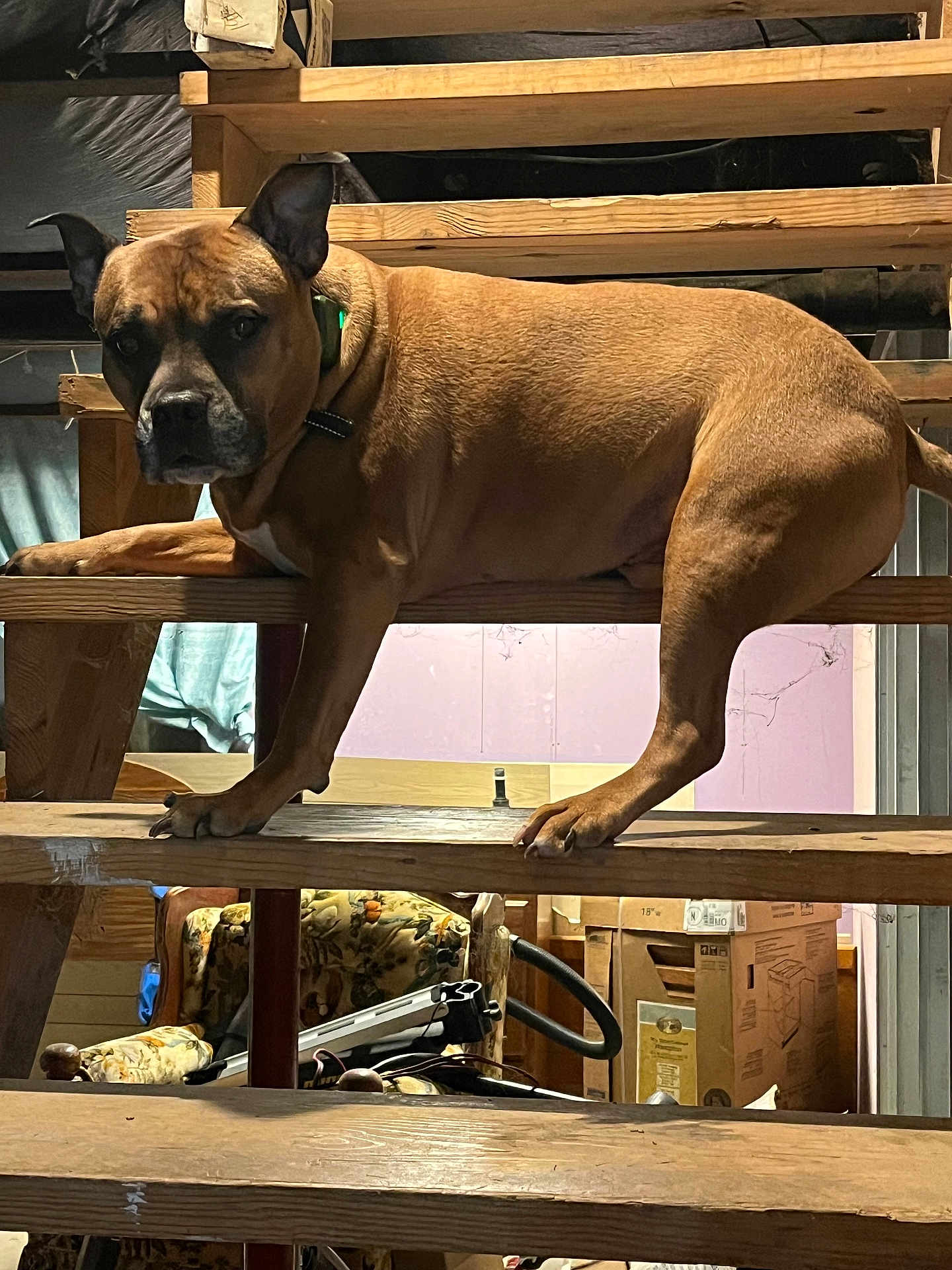 Hercules is registered to the contest to win money with this photo: dog, brown_dog, stairs, wooden_stairs, paw, collar, indoor, basement, storage, cardboard_box, chair, floral_chair, clutter, wooden_shelf, pet, portrait, warm_lighting, pink_wall, metal_panel, household_item