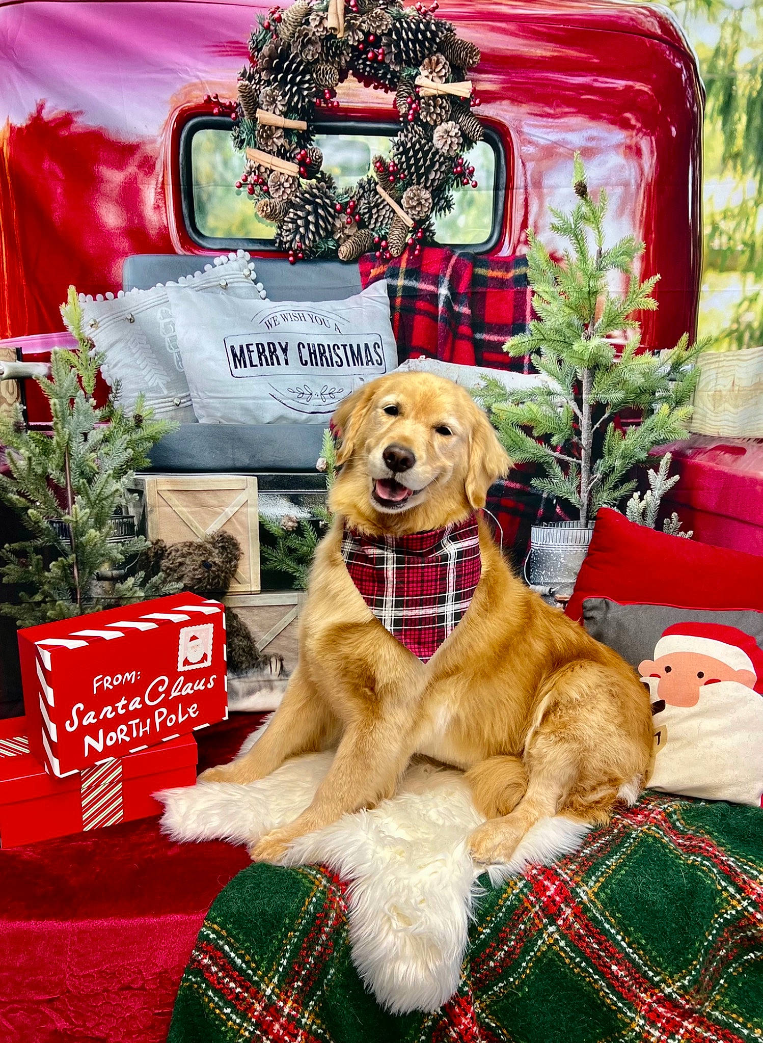 Jemma is registered to the contest to win money with this photo: carnivore, christmas_decoration, christmas_eve, companion_dog, dog, dog_breed, event, fawn, font, fur, grass, green, holiday, pattern, plaid, plant, sporting_group, tartan, textile, working_animal