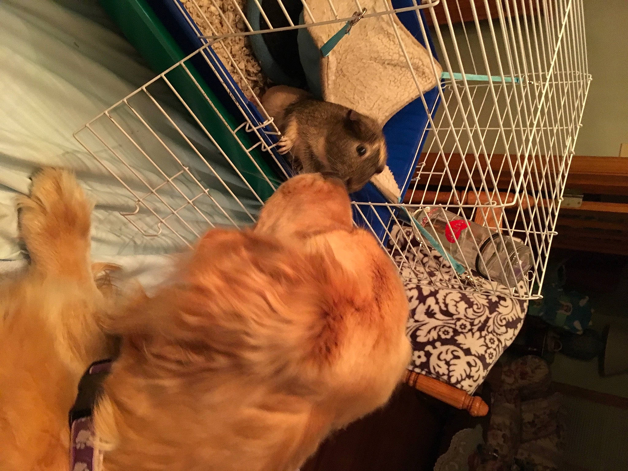 Jemma joined the competition — help win amazing prizes! animal_shelter, cage, comfort, companion_dog, dog_breed, fawn, felidae, flooring, fun, fur, mesh, muroidea, net, paw, pet_supply, rodent, small_to_medium_sized_cats, tail, terrestrial_animal, whiskers