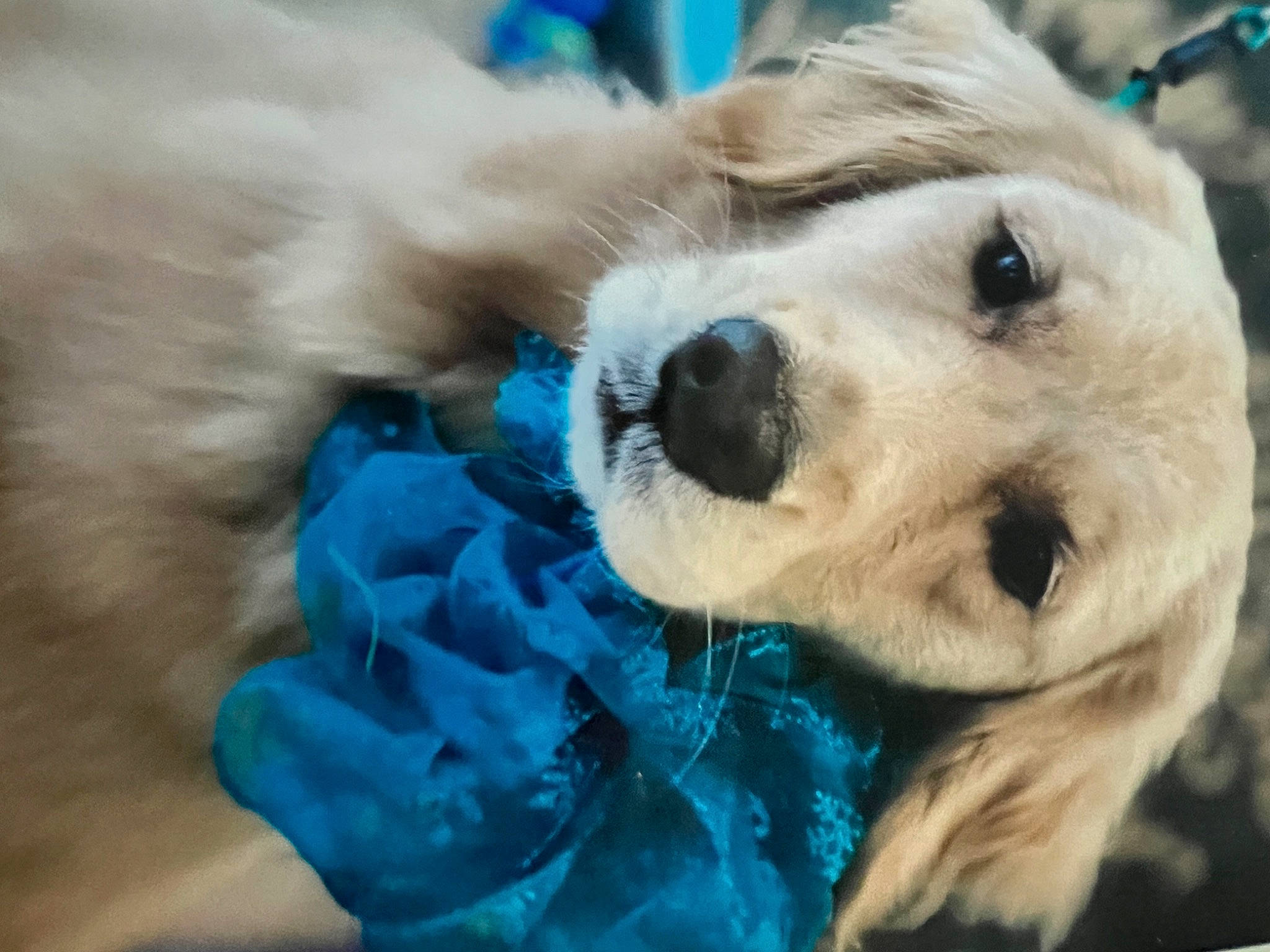 Jemma is registered to the contest to win money with this photo: canidae, carnivore, companion_dog, dog, dog_breed, dog_collar, electric_blue, fawn, fur, golden_retriever, paw, plant, puppy, puppy_love, recreation, snout, sporting_group, terrestrial_animal, toy_dog, whiskers