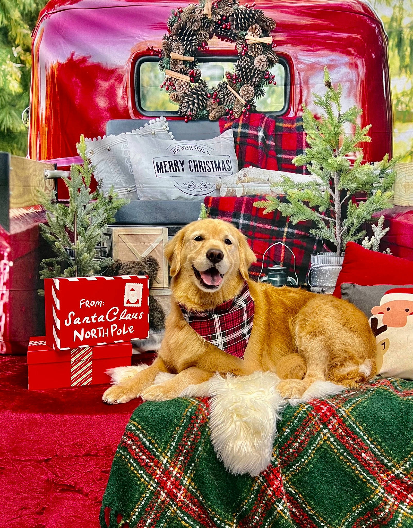 Jemma joined the competition — help win amazing prizes! automotive_lighting, carnivore, collar, companion_dog, dog, dog_breed, dog_supply, event, flower, font, grass, green, motor_vehicle, pattern, plaid, plant, rectangle, tartan, textile, working_animal