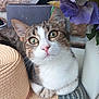 cat, tabby, green_eyes, hat, woven_hat, flower, purple_flower, plant_pot, indoor, close_up, pet, whiskers, cute, curious, face, fur, animal, domestic_cat, resting, soft_light