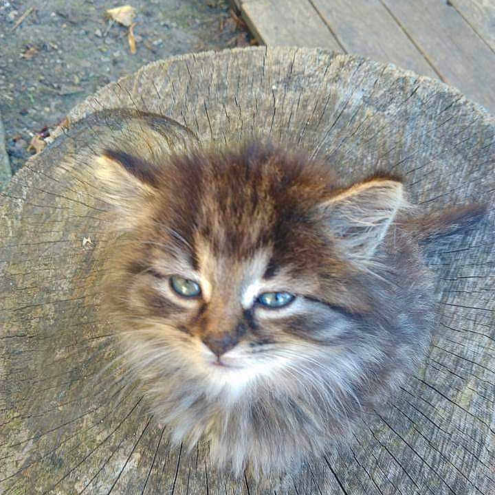 Gribouille a rejoint le concours — aidez-le/la à gagner de superbes lots ! adorable, animal, cat, closeup, cute, eyes, face, fluffy, fur, furry, kitten, nature, outdoor, pet, resting, small, tree_stump, whiskers, wood, young