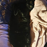 Queen a rejoint le concours — aidez-le/la à gagner de superbes lots ! animal, black_cat, blanket, cat, comfort, cozy, cushion, cute, domestic_animal, feline, fur, home, indoor, lying_down, pet, relaxing, resting, sleepy, soft_texture, yellow_eyes