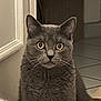 cat, gray_cat, wide_eyes, indoor, floor, tile_floor, fur, pet, animal, whiskers, ears, alert, curious, domestic_cat, sitting, close_up, muzzle, feline, household, quiet