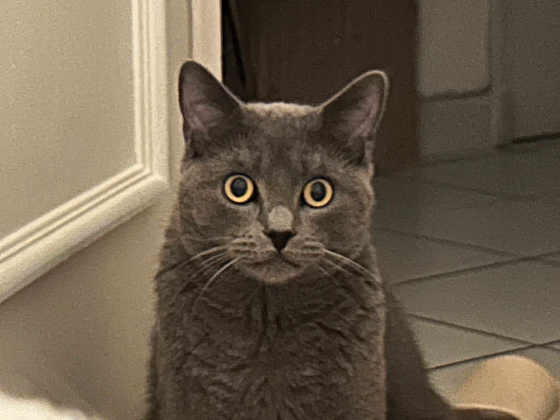 Guizmo participe au concours pour gagner de l'argent avec cette photo : cat, gray_cat, wide_eyes, indoor, floor, tile_floor, fur, pet, animal, whiskers, ears, alert, curious, domestic_cat, sitting, close_up, muzzle, feline, household, quiet