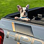 animal, blue_collar, close_up, curious, daylight, dog, ears, face, french_bulldog, green_background, head, looking, outdoor, pet, puppy, small_paws, sunlight, transport, truck_bed, vehicle