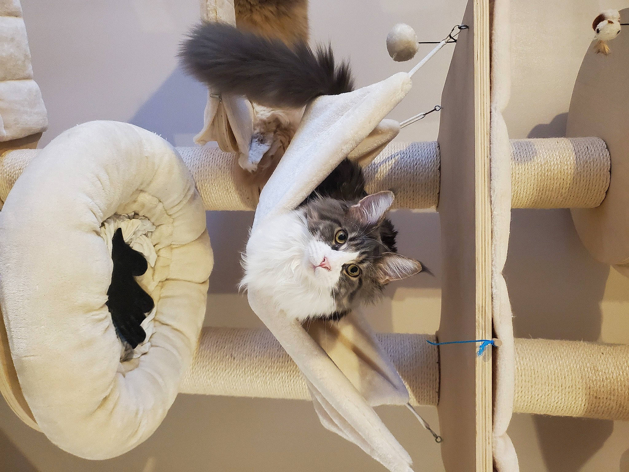 Tiky a rejoint le concours — aidez-le/la à gagner de superbes lots ! art, cat, cat_supply, comfort, fashion_design, fawn, felidae, fur, natural_material, pet_supply, room, small_to_medium_sized_cats, tail, toy, whiskers, wood