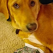 Sadie May joined the competition — help win amazing prizes! broholmer, companion_dog, dog, dog_breed, dog_like_mammal, golden_retriever, harrier, labrador_retriever, redbone_coonhound, retriever, snout, whiskers