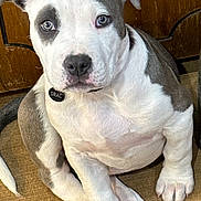 Dracula is registered to the contest to win money with this photo: accessories, animal, bostonbull, boxer, bulldog, canine, dog, frenchbulldog, hound, husky, labradorretriever, machine, pet, pitbull, puppy, snout, spoke, strap, terrier, whitedog