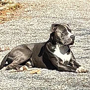 Haus is registered to the contest to win money with this photo: animal, black_and_white, calm, canine, companion, daytime, dog, fur, gravel, leaves, lying_down, muzzle, nature, outdoor, paw, pet, quiet, relaxed, resting, sunlight