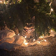 Squirmy joined the competition — help win amazing prizes! bow_tie, carpet, cat, christmas_tree, collar, cozy, decorations, fairy_lights, festive, hiding, indoor, jingle_bell, low_light, night, ornament, pet, pine_branches, string_lights, tabby_cat, tree_skirt
