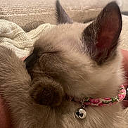 Joli is registered to the contest to win money with this photo: cat, kitten, sleeping, paw, fur, close_up, collar, bell, cozy, cute, domestic_animal, pet, whiskers, ears, resting, knitted_blanket, soft, indoor, feline, cute_accessory