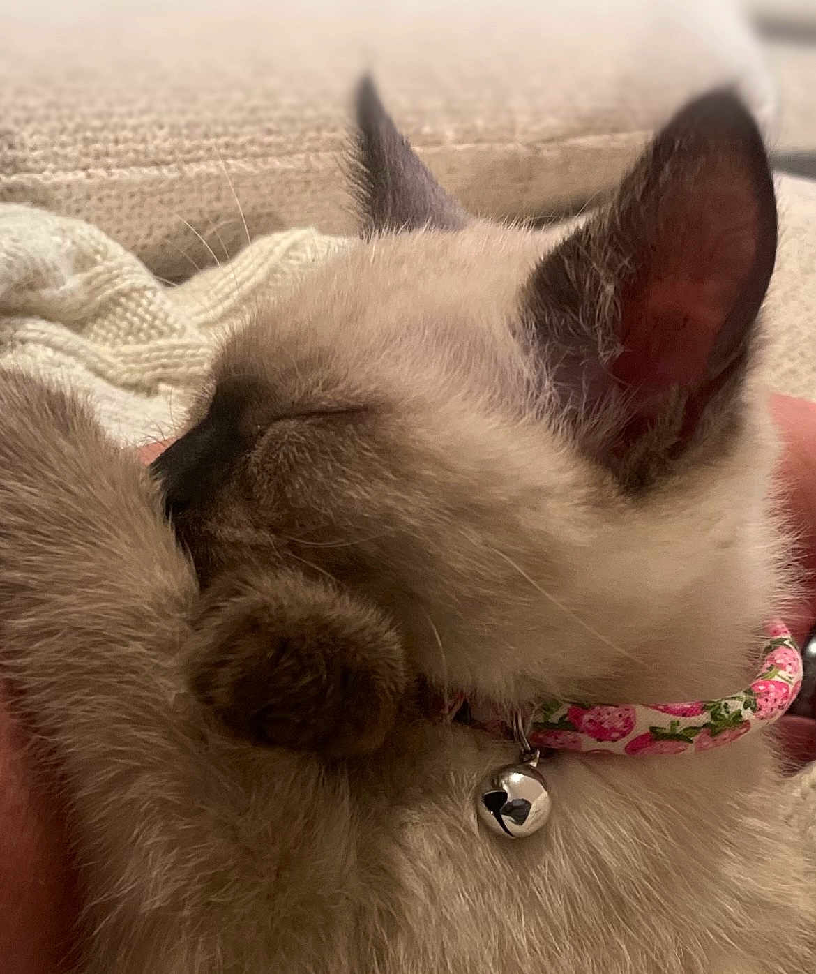 Joli is registered to the contest to win money with this photo: cat, kitten, sleeping, paw, fur, close_up, collar, bell, cozy, cute, domestic_animal, pet, whiskers, ears, resting, knitted_blanket, soft, indoor, feline, cute_accessory