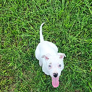 Babe joined the competition — help win amazing prizes! adorable, animal, blue_eyes, canine, cute, dog, grass, greenery, happy, looking_up, nature, outdoor, pet, playful, puppy, summer, tongue, tongue_out, white_dog, young_dog