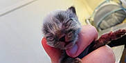 Budweiser is registered to the contest to win money with this photo: animal, baby_animal, blurred_background, close_up, cozy, cute, fingers, fragile, fuzzy_fur, hand, holding, indoor, kitten, newborn_kitten, person, pet, resting, sleepy, small, tiny_paws