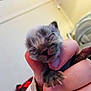 animal, baby_animal, blurred_background, close_up, cozy, cute, fingers, fragile, fuzzy_fur, hand, holding, indoor, kitten, newborn_kitten, person, pet, resting, sleepy, small, tiny_paws