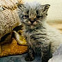 Budweiser is registered to the contest to win money with this photo: animal, blanket, cat, closeup, cozy, cute, domestic, fur, furry, gray, indoor, kitten, mammal, pet, portrait, sitting, small, soft, whiskers, young