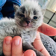 Budweiser joined the competition — help win amazing prizes! animal_face, baby_animal, closeup, cozy, cute, domestic_animal, fur, furry, hand, holding, human_hand, indoor, kitten, mammal, pet, resting, sleepy, soft, tiny, young