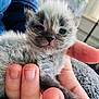 animal_face, baby_animal, closeup, cozy, cute, domestic_animal, fur, furry, hand, holding, human_hand, indoor, kitten, mammal, pet, resting, sleepy, soft, tiny, young