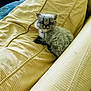 Budweiser joined the competition — help win amazing prizes! animal, background_cat, cat, cozy, curious, cushion, cute, domestic, feline, fluffy, gray_fur, indoor, kitten, peeking, pet, relaxed, resting, small, soft, striped