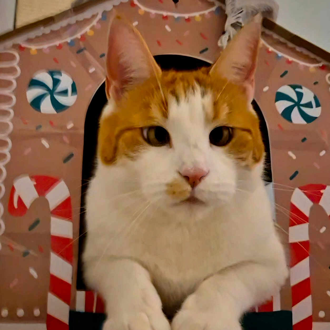 Mindy And Misty joined the competition — help win amazing prizes! abyssinian, angora, animal, art, canine, cat, document, dog, dogbed, envelope, greetingcard, kitten, mail, manx, pet, photoframe, receipt, text