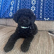 Bentley is registered to the contest to win money with this photo: dog, puppy, black_dog, curly_fur, collar, bell, couch, blanket, patterned_blanket, indoor, pet, animal, cute, resting, fur, small_dog, seated, home, cozy, living_room
