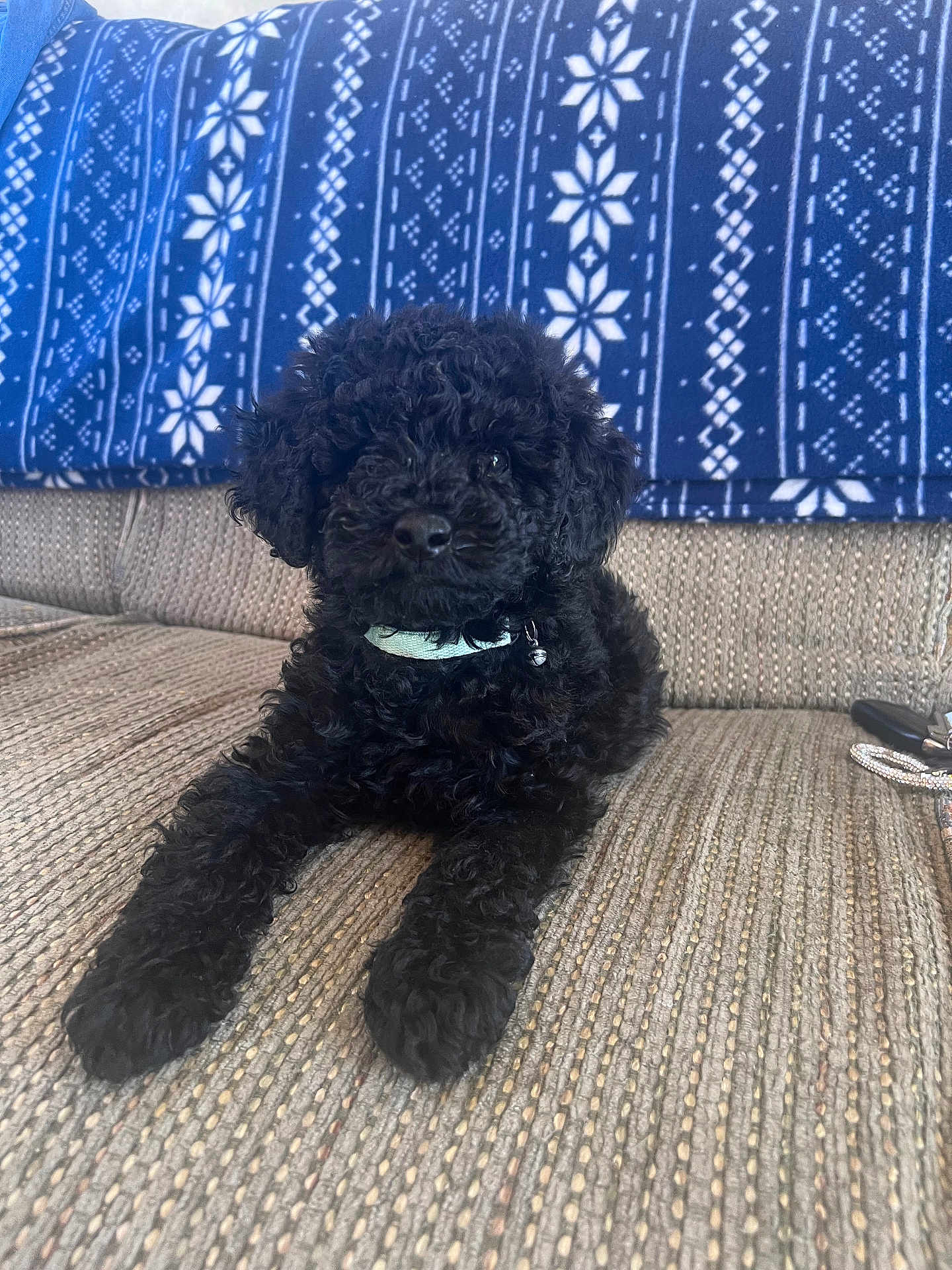 Bentley is registered to the contest to win money with this photo: dog, puppy, black_dog, curly_fur, collar, bell, couch, blanket, patterned_blanket, indoor, pet, animal, cute, resting, fur, small_dog, seated, home, cozy, living_room