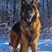 Ulk participe au concours pour gagner de l'argent avec cette photo : animal, black_and_tan, blue_sky, canine, dog, ears, forest, fur, german_shepherd, long_hair, nature, outdoors, pet, portrait, snow, standing, sunlight, tongue, trees, winter