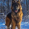 animal, black_and_tan, blue_sky, canine, dog, ears, forest, fur, german_shepherd, long_hair, nature, outdoors, pet, portrait, snow, standing, sunlight, tongue, trees, winter