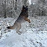 Ulk participe au concours pour gagner de l'argent avec cette photo :  leaping, action, animal, black_and_tan, canine, dog, forest, german_shepherd, jumping, motion, open_mouth, outdoors, pet, playful, snow, snowflakes, snowy_landscape, tongue, trees, winter