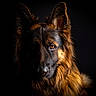 Ulk participe au concours pour gagner de l'argent avec cette photo : amber_eye, animal, black_and_tan, canine, close_up, dark_background, dog, dramatic_lighting, fluffy_tail, fur, german_shepherd, guard_dog, headshot, longhaired_dog, looking_at_camera, pet, photography, pointed_ears, portrait, studio_portrait