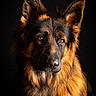 alert, amber_eyes, animal, black_background, canine, closeup, dog, dramatic_lighting, ears, fluffy, fur, german_shepherd, golden_fur, long_hair, pet, photography, portrait, sitting, snout, studio