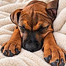 puppy, dog, sleeping, sleepy, brown_fur, black_muzzle, floppy_ears, paws, claws, close_up, portrait, pet, animal, cozy, blanket, indoors, resting, cute, fluffy, relaxed