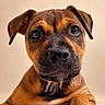 Baya a rejoint le concours — aidez-le/la à gagner de superbes lots ! adorable, animal, beige_background, brown_dog, close_up, dog, eyes, floppy_ears, indoor, looking_at_camera, muzzle, nose, pet, photography, portrait, puppy, serious_expression, short_fur, studio, warm_lighting