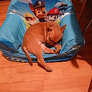 Luna participe au concours pour gagner de l'argent avec cette photo : puppy, dog, sleeping, blue_chair, cartoon, paw_patrol, floor, wooden_floor, indoor, cute, pet, small_dog, resting, furniture, cozy, animal, young_dog, home, relaxing, soft_chair