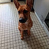dog, brown_dog, large_ears, sitting, kitchen, tiled_floor, appliance, door, radiator, indoor, pet, animal, floor_tiles, window, light, home, curious, canine, ears, shadow