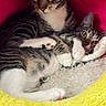 animal, cat, cozy, cute, domestic_cat, eyes, feline, fur, inside, paw, pets, pink, plush_bed, relaxed, resting, snuggling, soft, tabby_cat, whiskers, yellow