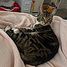 animal, bed, blanket, cat, cozy, cute, ears, furniture, home, indoor, mammal, paws, pet, relaxed, resting, sleepy, soft, striped, tabby, whiskers
