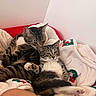 animal, bed, blanket, cat, companion, cozy, cuddle, cute, domestic, feline, fur, indoor, paw, pet, relaxing, resting, sleepy, soft, tabby, whiskers