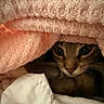 Pookie joined the competition — help win amazing prizes! animal, blanket, cat, closeup, cozy, curious, cute, eyes, face, fur, hiding, indoor, knitwear, pet, pink, resting, soft, texture, warm, whiskers