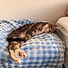 Pookie joined the competition — help win amazing prizes! animal, blanket, blue_blanket, cat, cozy, cute, domestic_animal, feline, fur, home, indoor, nap, paw_pads, pet, quiet, relaxed, resting, sleeping, soft_texture, tabby