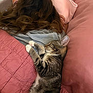 Pookie joined the competition — help win amazing prizes! bed, blanket, cat, comfort, cozy, cute, feline, gray_shirt, hair, indoor, nap, person, pet, pillow, pink, quilt, relaxation, resting, sleeping_cat, tabby_cat