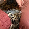 bed, blanket, cat, comfort, cozy, cute, feline, gray_shirt, hair, indoor, nap, person, pet, pillow, pink, quilt, relaxation, resting, sleeping_cat, tabby_cat