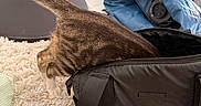 Pookie joined the competition — help win amazing prizes! bag, black_bag, carpet, cat, clothing, curious, domestic_animal, exploring, fabric, feline, floor, flooring, furniture, home, indoor, pet, shoe, tabby_cat, tail, white_cloth