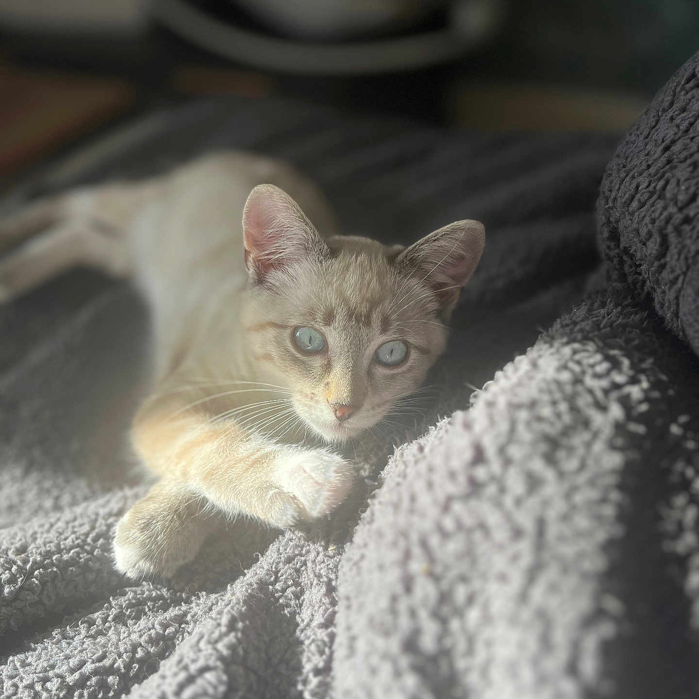 Snow a rejoint le concours — aidez-le/la à gagner de superbes lots ! abyssinian, animal, blanket, cat, homedecor, kitten, laundry, linen, manx, pet, quilt, siamese, towel, white