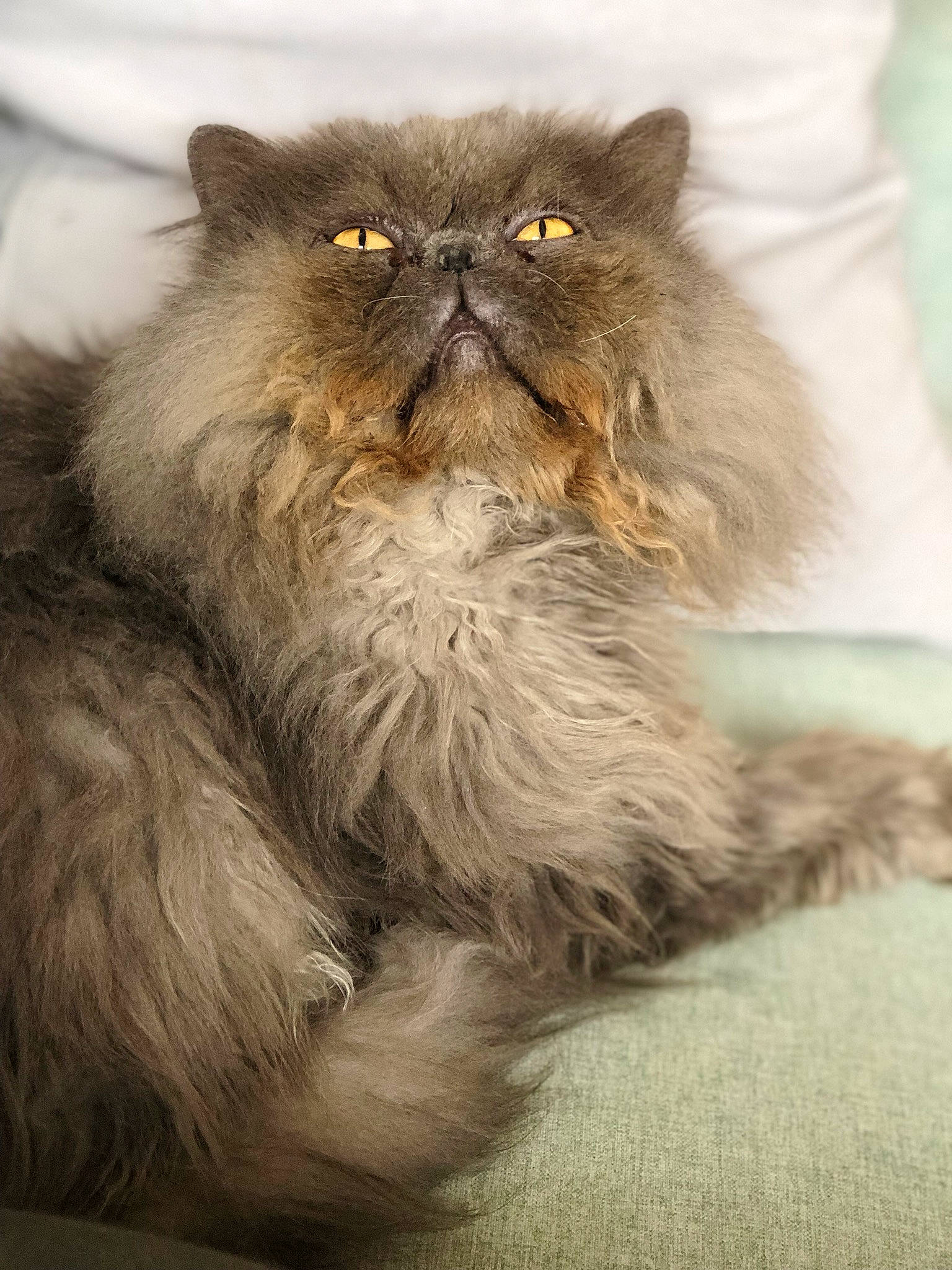 Noël participe au concours pour gagner de l'argent avec cette photo : asian_semi_longhair, british_longhair, british_semi_longhair, carnivore, cat, domestic_long_haired_cat, eye, fawn, felidae, fur, maine_coon, mammal, norwegian_forest_cat, persian, small_to_medium_sized_cats, snout, vertebrate, whiskers