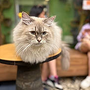 Fluffy joined the competition — help win amazing prizes! cat, fluffy, table, indoor, blurred_background, furniture, blue_eyes, pet, domestic_animal, whiskers, face, ears, tail, seated, people, shoes, carpet, wood, cozy, portrait